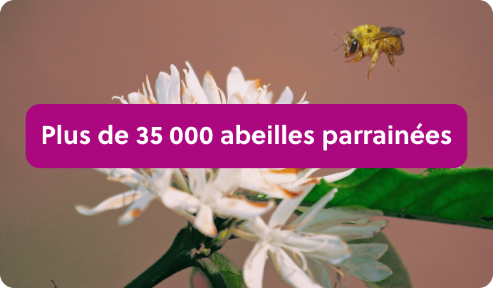 a bee flying over a white flower with the words made in french