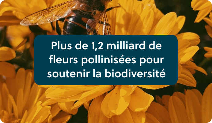 Plus de 1,2 milliard de fleurs pollinisées pour soutenir la biodiversité