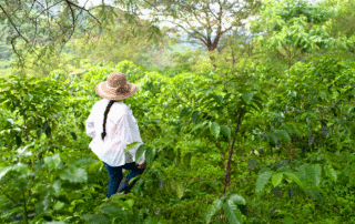 a woman in a straw hat walking through the a coffee field