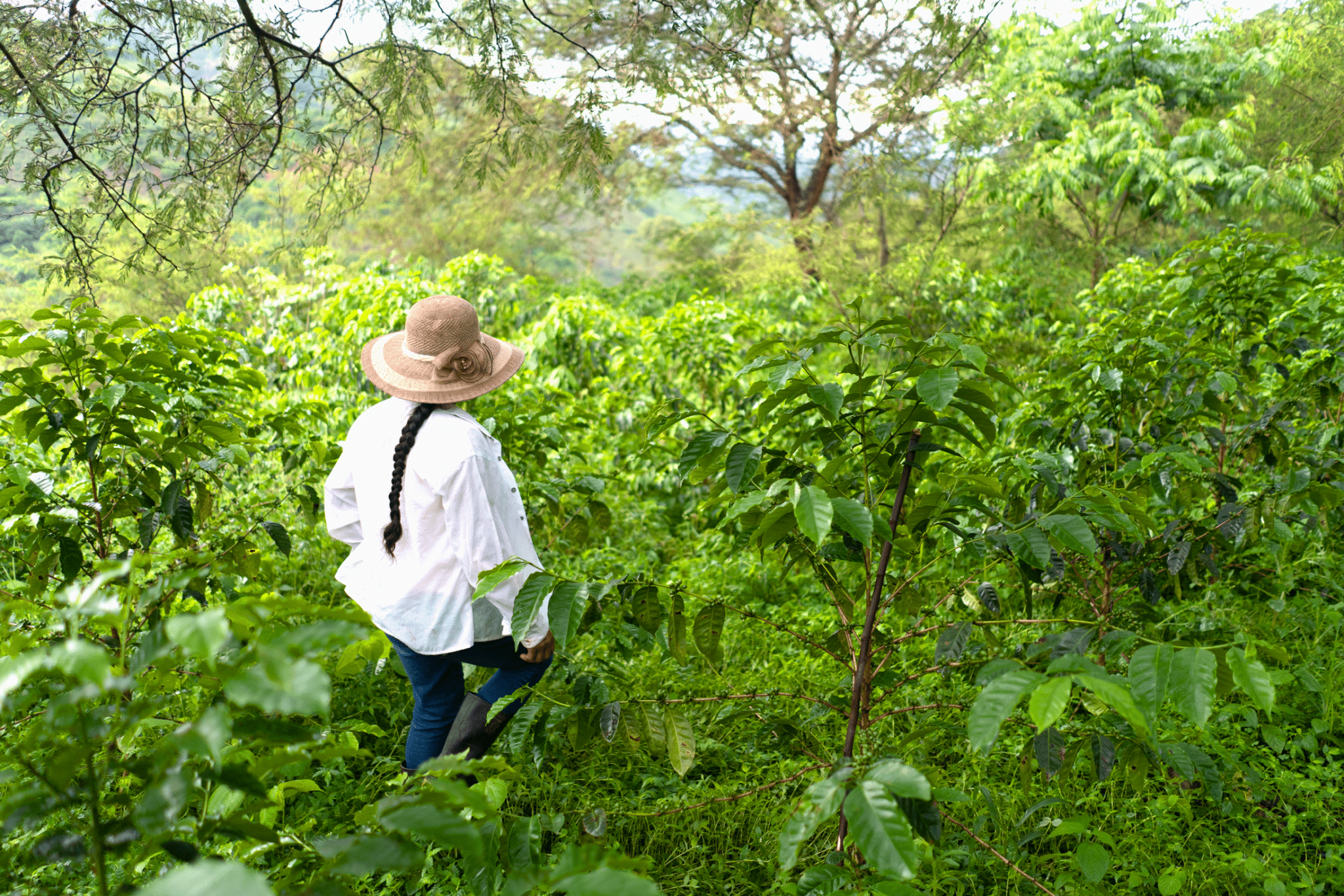 a woman in a straw hat walking through the a coffee field