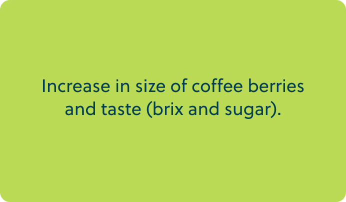 increase in size of coffee beans and taste brix and sugar