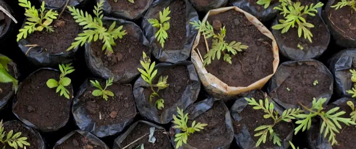 a close up of plants growing in dirt