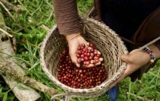 a farmer holding a basket full of coffee cherries