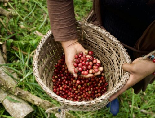Why Choose Fairtrade Coffee