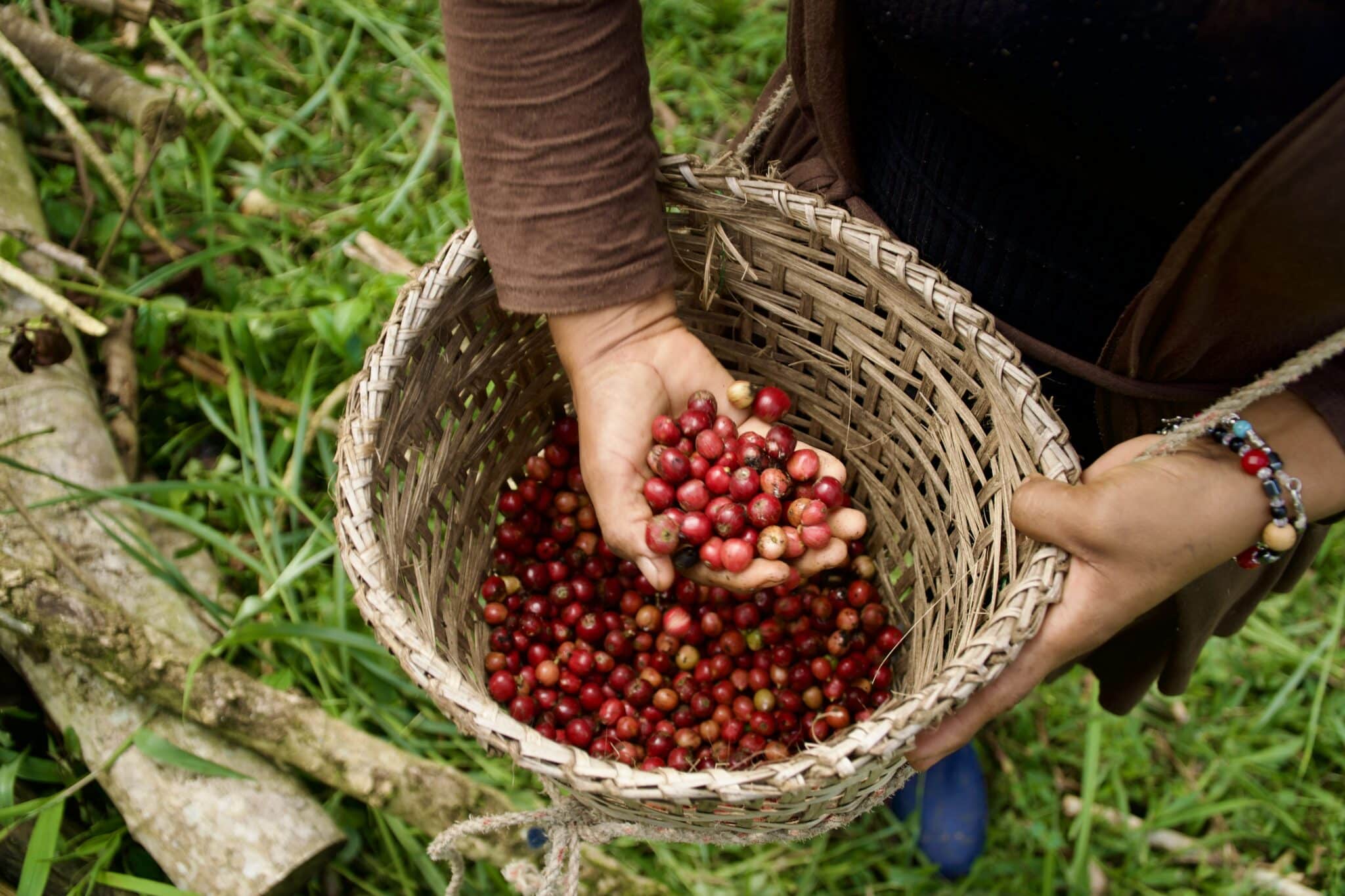 a farmer holding a basket full of coffee cherries
