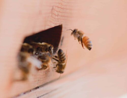 Buzzing Biodiversity: Protecting Ecuador’s Stingless Bees